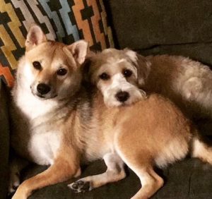 Two small dogs snuggling.