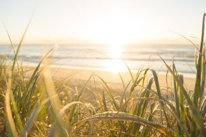 The Sun hitting the horizon with grass framing the picture. 