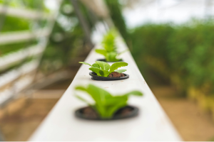 Plants are pictured growing in a hydroponic system.