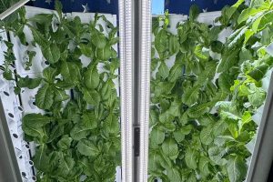 Lettuce is pictured growing in the Flex Farm, an indoor hydroponic growing system. 