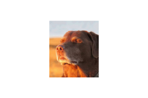 A dog is pictured basking in sunlight. 