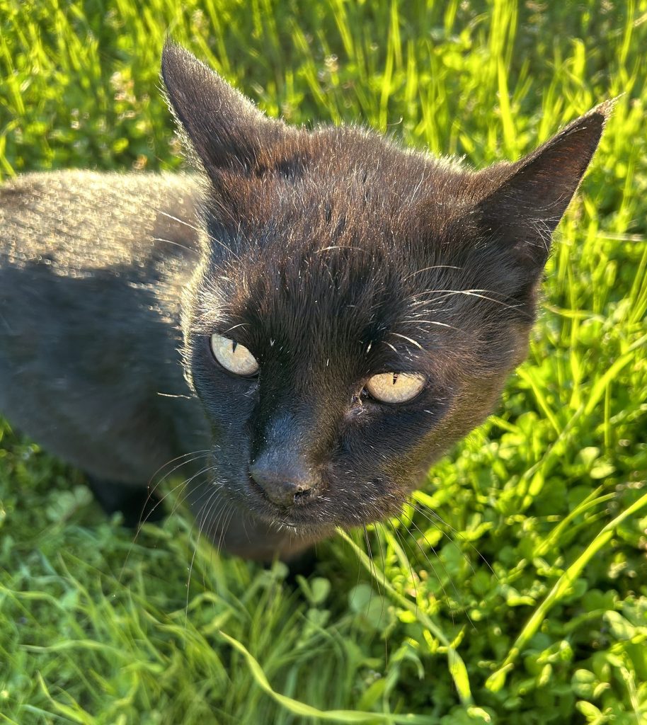 A lovely black cat enjoys springtime