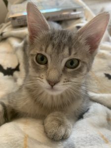 A gray tabby named Cigarette.