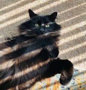 A long-haired black cat.