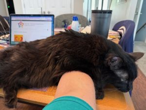 Photo shows view of my kitchen table, looking at my laptop which shows Module 2 of The Hyperlinked Library. A black cat is laying over my outstretched arm.