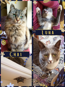 Photo collage of cats.