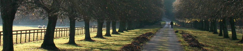 The Grove