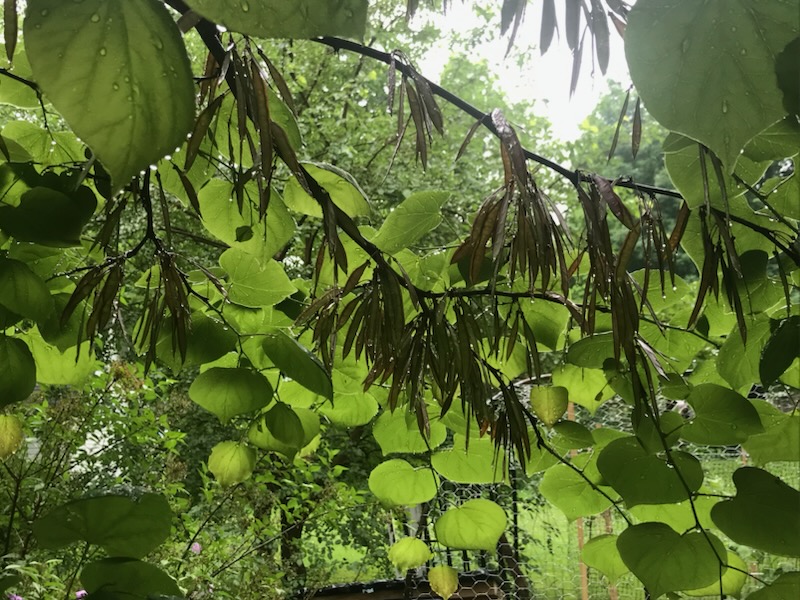 Close up view of redbud tree branch in full leaf.