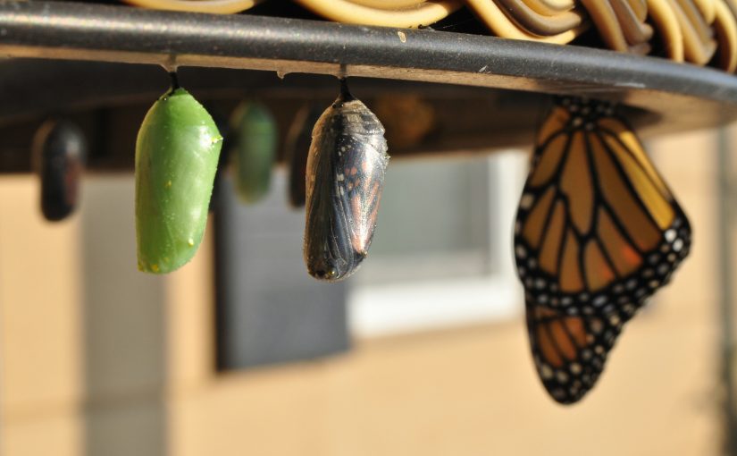Assignment X: Systems Change Includes Internal Culture