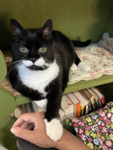 A super cute tuxedo cat lays on a book shelf. Her hand is on top of a brown hand.