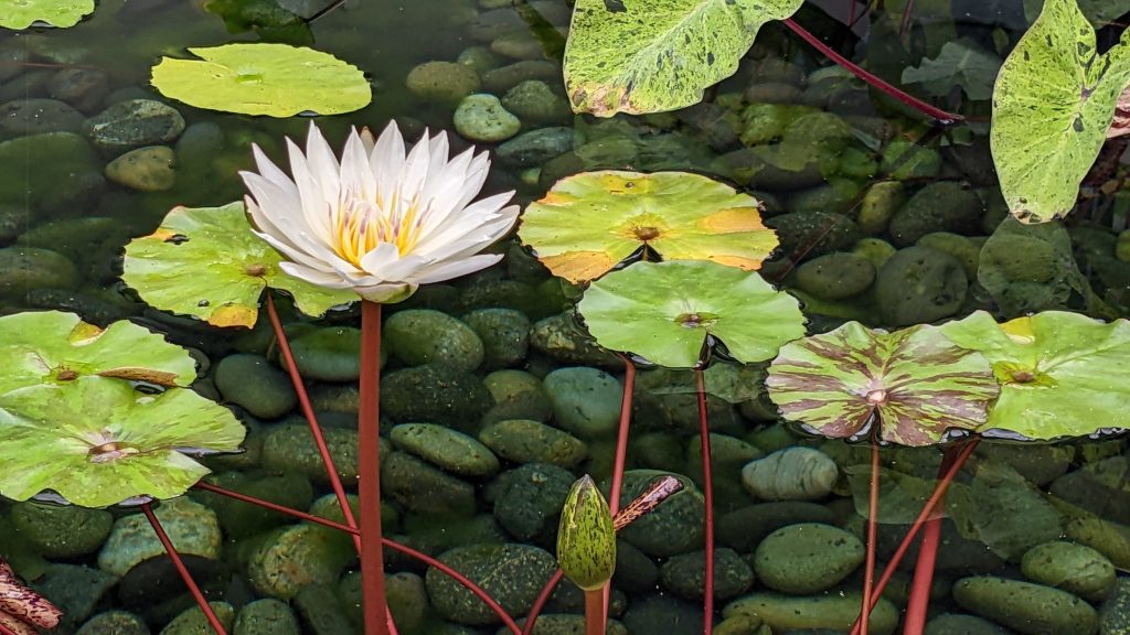 Provide Nature-Inspired Photography for Stress Relief.