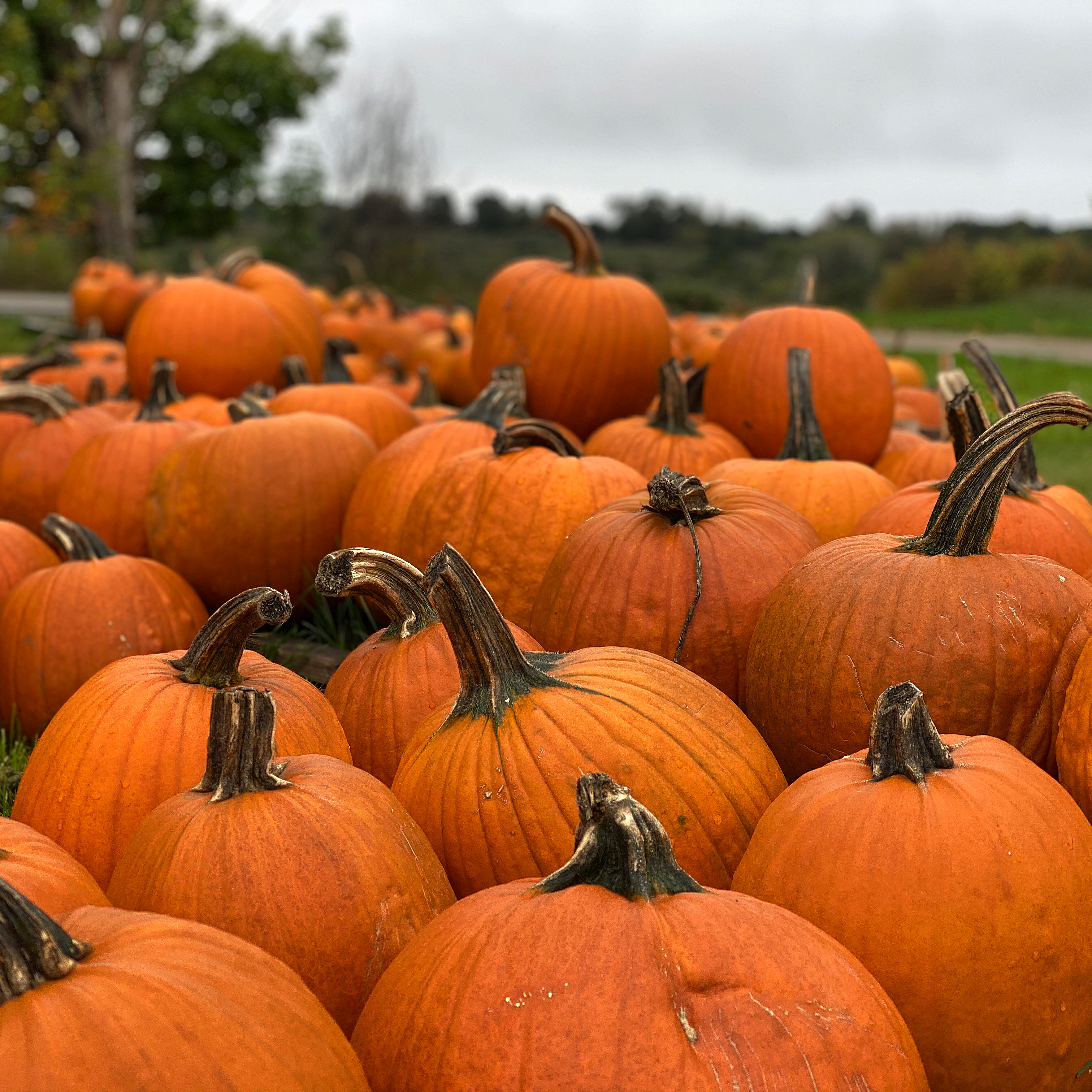 Fall Greetings: Happy Thanksgiving Break!