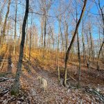 Buddy win the woods