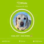 Buddy's activity