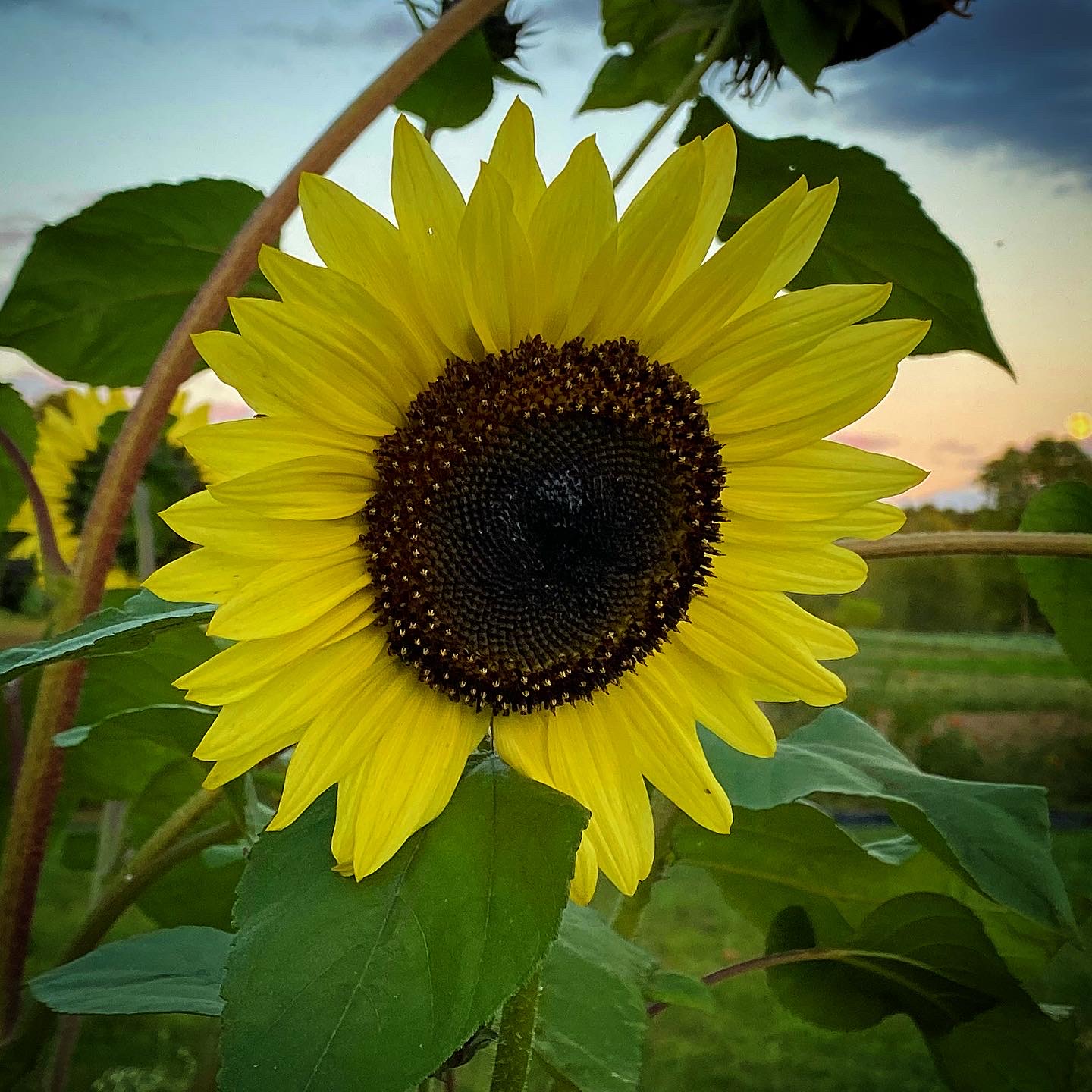 Summer Term: Submitting Your Activity Feed