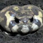 Profile picture of Bernadette Escamilla